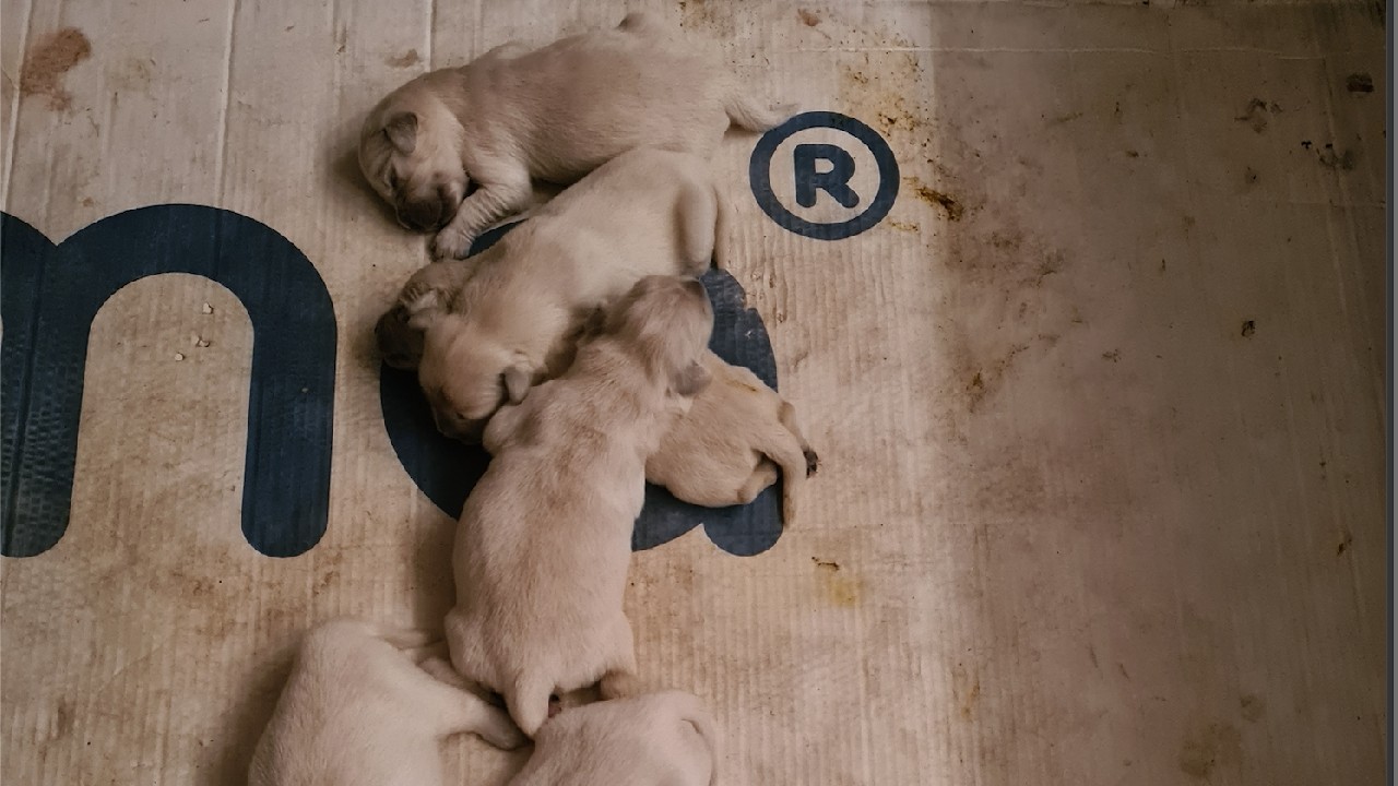 Chiots